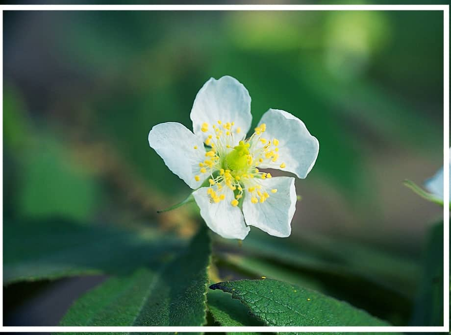 Cây Trứng Cá